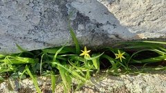 Empodium veratrifolium