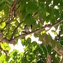 Curruca melanocephala