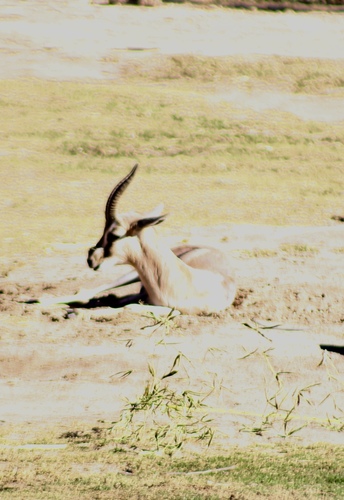 Gazella spekei
