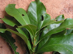 Daphnopsis racemosa