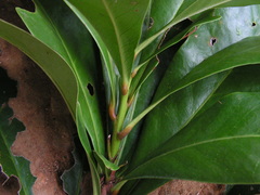 Daphnopsis racemosa
