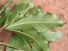 Daphnopsis racemosa
