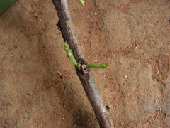 Daphnopsis racemosa