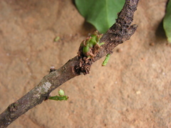 Daphnopsis racemosa