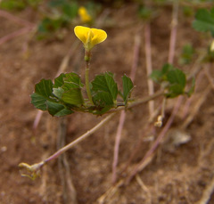 Medicago hypogaea