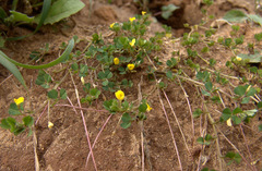 Medicago hypogaea