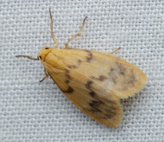 Symmetrodes sciocosma