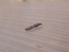 Psilochorema