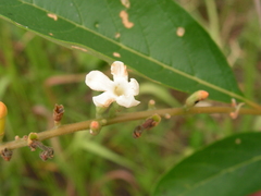 Citharexylum myrianthum