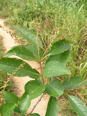 Citharexylum myrianthum