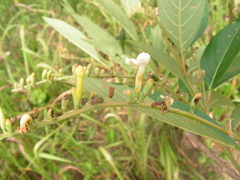 Citharexylum myrianthum