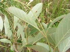 Citharexylum myrianthum