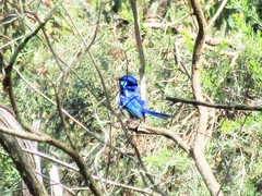 Malurus splendens splendens