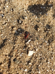 Haematoloecha rufithorax