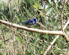 Malurus splendens splendens