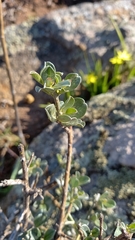Podalyria sericea