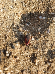 Haematoloecha rufithorax