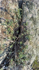 Podalyria sericea