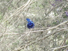 Malurus splendens splendens