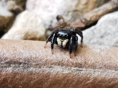 Euophrys herbigrada