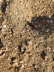 Haematoloecha rufithorax