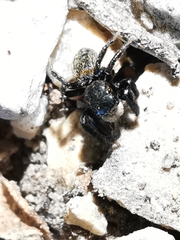 Euophrys herbigrada