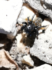 Euophrys herbigrada