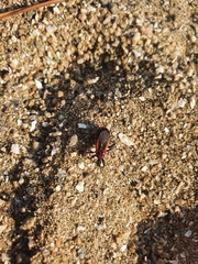 Haematoloecha rufithorax