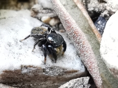 Euophrys herbigrada