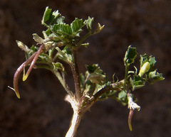 Medicago hypogaea