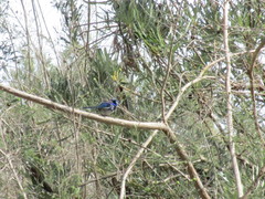 Malurus splendens splendens