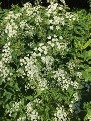 Anthriscus sylvestris