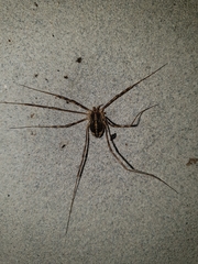 Opilioninae