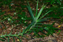 Freycinetia formosana