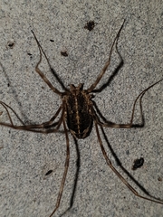 Opilioninae