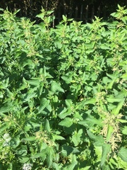 Urtica dioica
