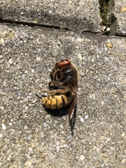 Vespa crabro