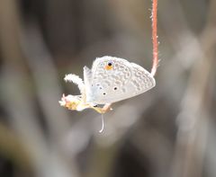 Euchrysops malathana