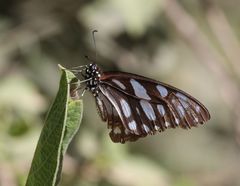 Graphium leonidas leonidas