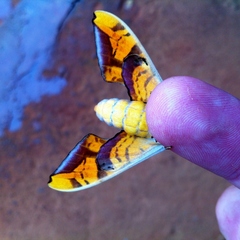 Batocnema coquerelii