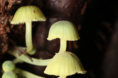 Mycena flavovirens