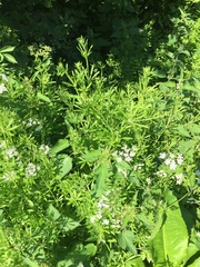 Galium aparine