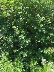 Sambucus nigra
