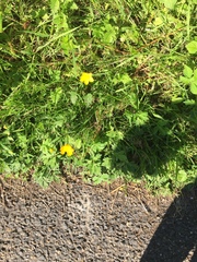 Ranunculus repens