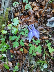 Aquilegia nigricans