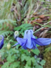 Aquilegia nigricans