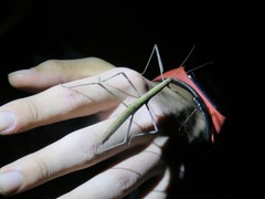 Phraortes formosanus