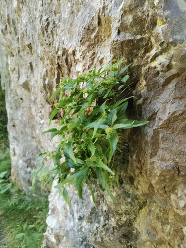 Image of Paederota lutea by (c) Ljaž, some rights reserved (CC BY)