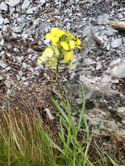 Erysimum sylvestre