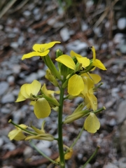 Erysimum sylvestre